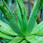 How to Care for Aloe Plant