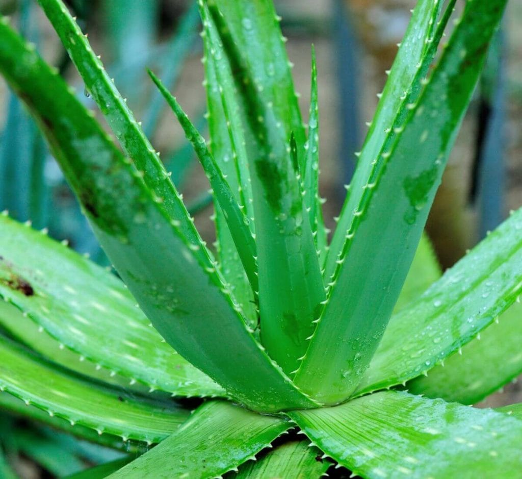 How to Care for Aloe Plant