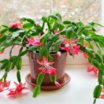 How to Care for a Christmas Cactus