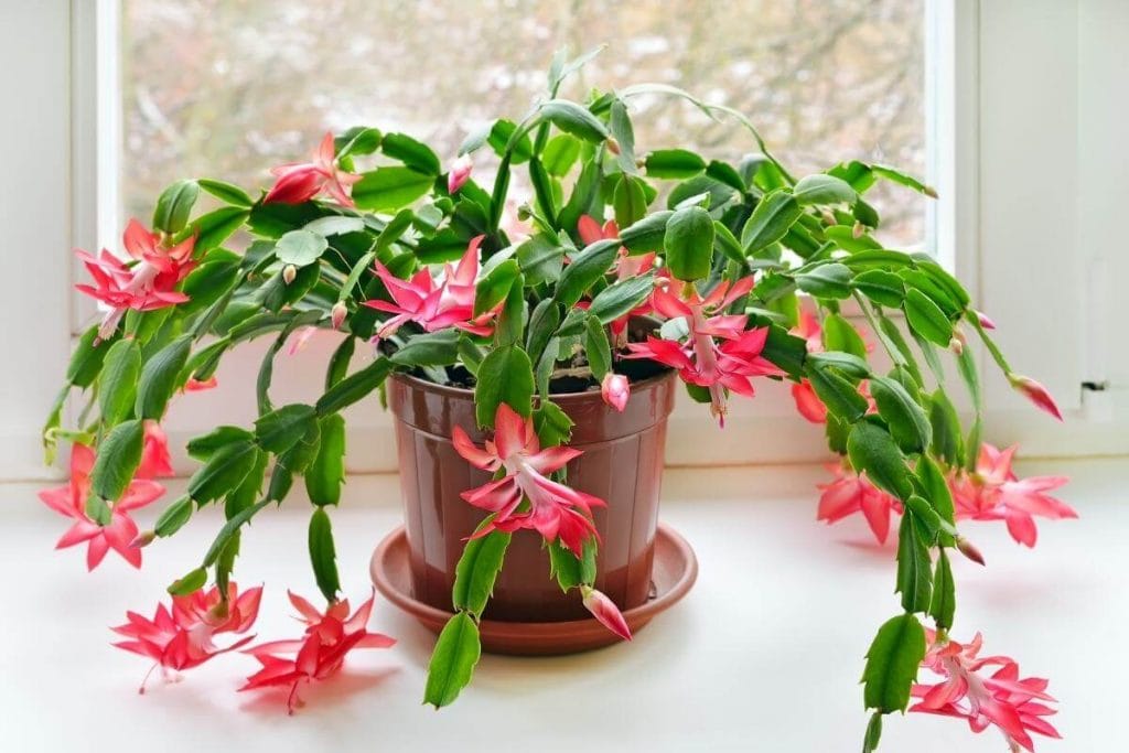 How to Care for a Christmas Cactus