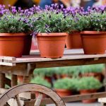 How to care for lavender plant Plant