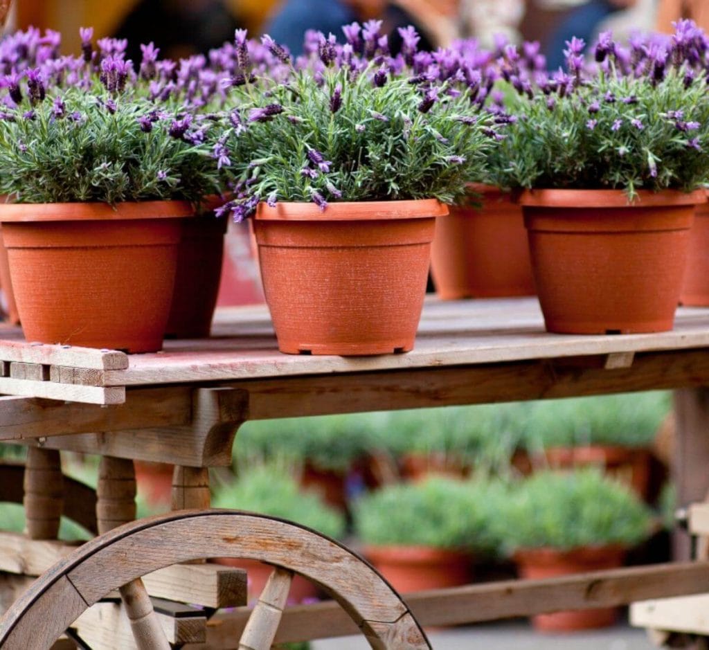 How to care for lavender plant Plant