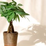 how to care for a money rree