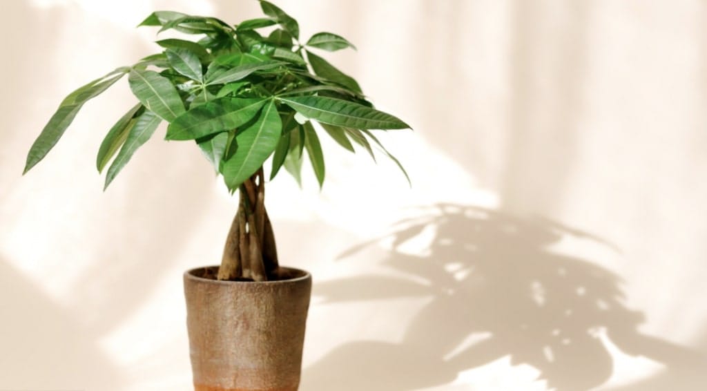 how to care for a money rree